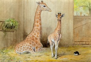 Giraffe and Young, 1852